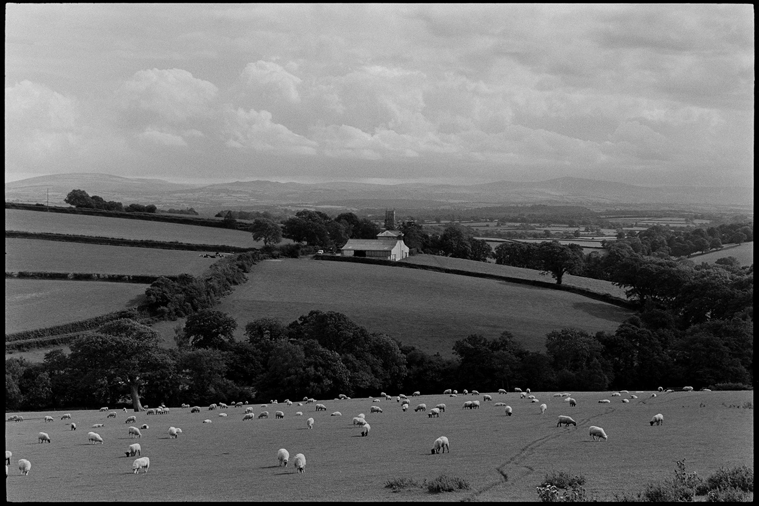 Test shot. Sheep grazing in a field. A landscape with fields, trees, farm buildings and a church tower can be seen beyond the field. Dartmoor is visible in the background.