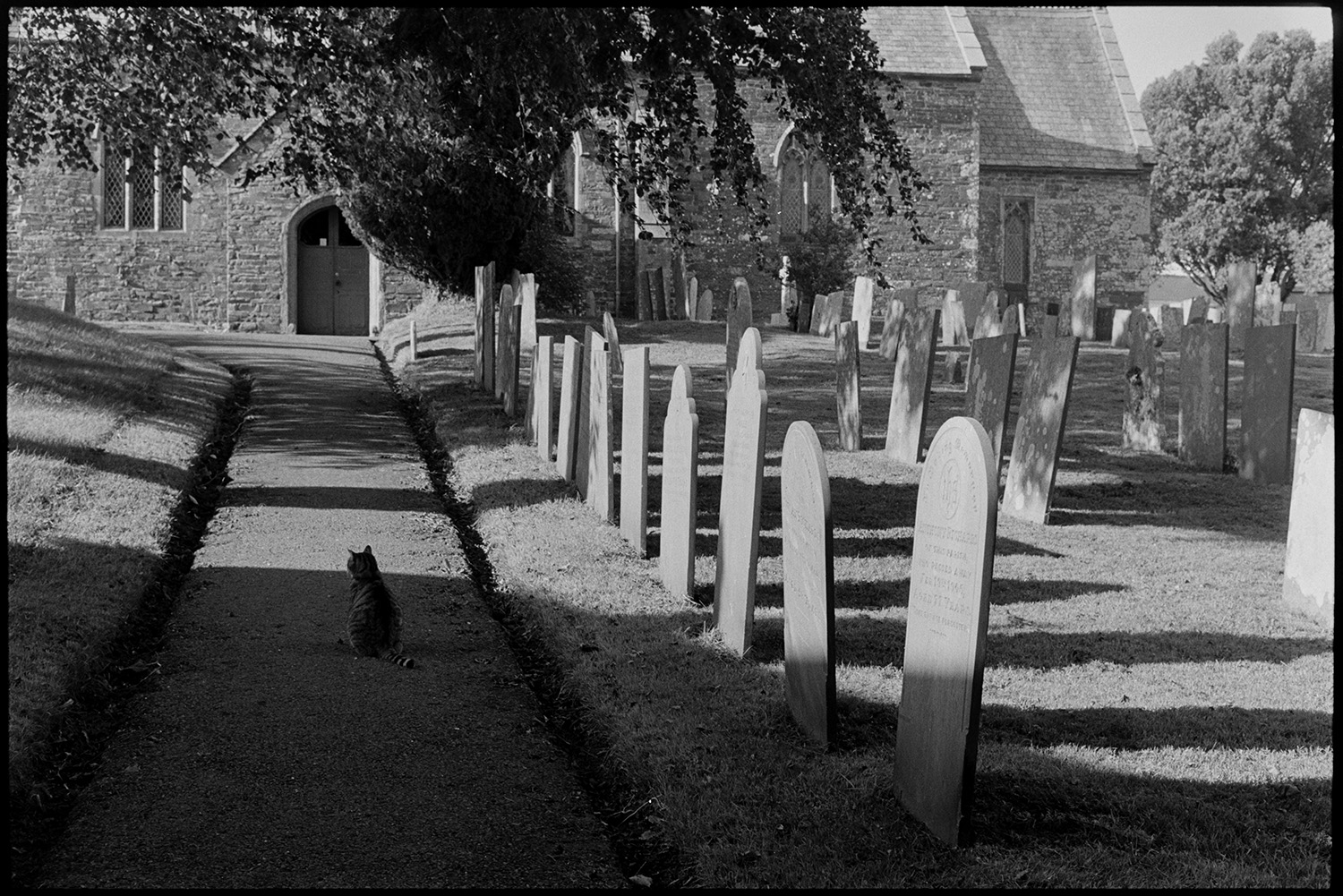 Church path with gravestones and cat.
[A cat sitting on a church path, with shadows stretching across the churchyard. Gravestones, part of the church and yew trees are visible.]