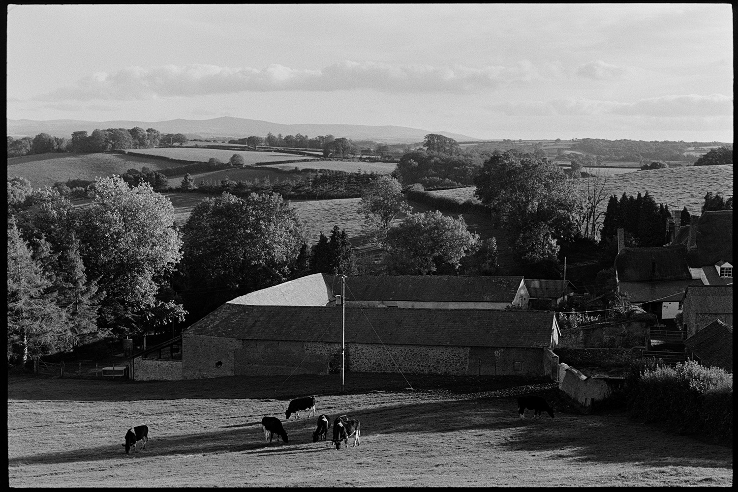 Landscape towards Dartmoor, with farm and cattle, evening shadows.
[Cows grazing in a field at West Park Farm, Iddesleigh. The farmhouse and cob barns in a landscape with trees and fields is visible in the background. Long evening shadows are falling across the fields and Dartmoor can be seen on the horizon.]