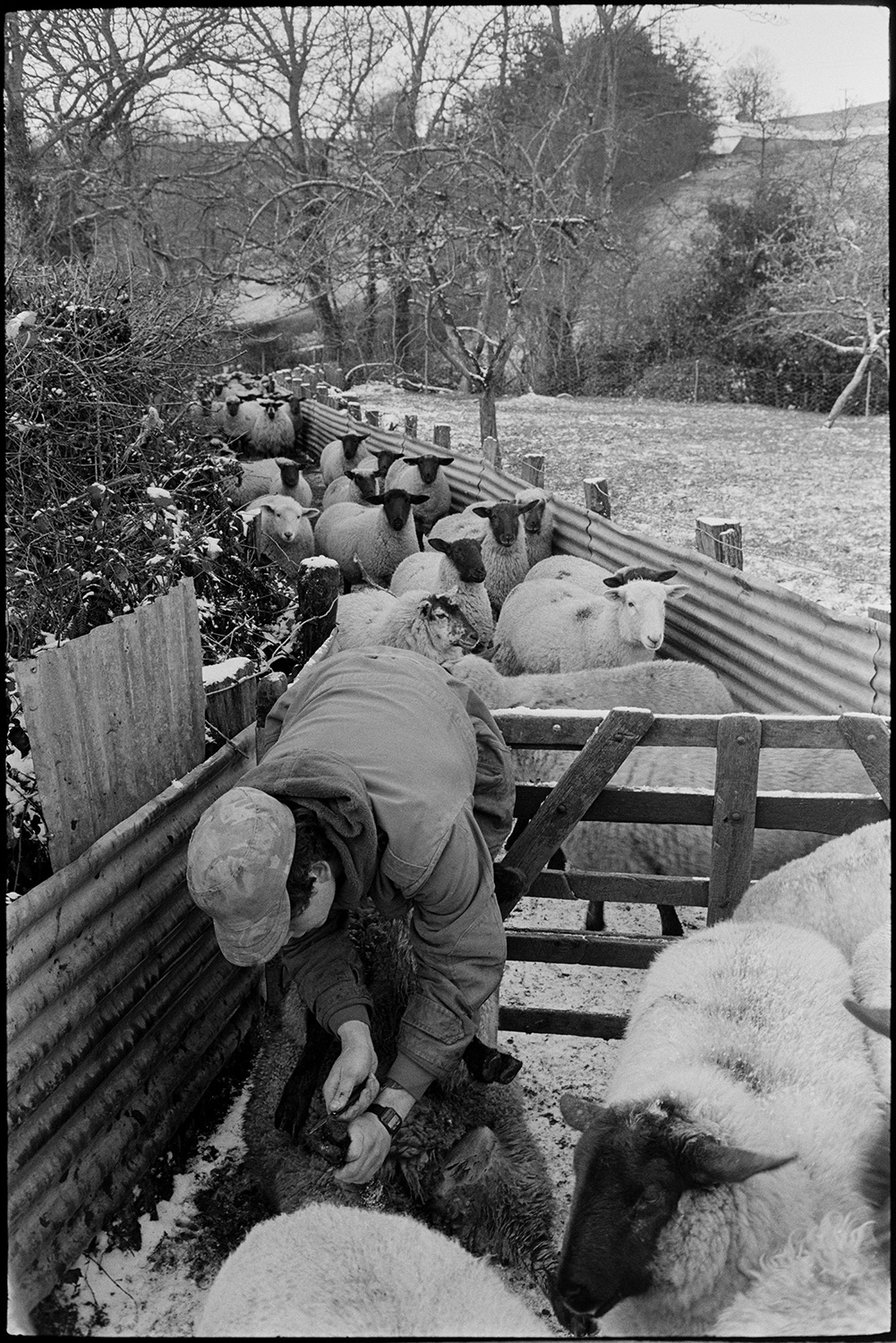 Snow. Farmer inspecting sheep in pen, clipping feet and drenching, syringe and ointment.
[A man inspecting sheep, and trimming a sheep's hoof, at Westpark Farm, Iddesleigh. Sheep are waiting to be inspected in a holding pen made of corrugated iron sheets at the edge of a field lightly covered in snow. Trees are visible in the background.]