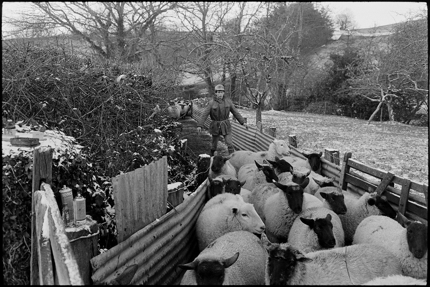 Snow. Farmer inspecting sheep in pen, clipping feet, and drenching, syringe and ointment.
[A man is driving sheep in for inspection at Westpark Farm, Iddesleigh. They are in a holding pen made of corrugated iron sheets in a field lightly covered in snow. Drenching equipment and marking sprays are visible on a gate post. Trees are visible in the background.]