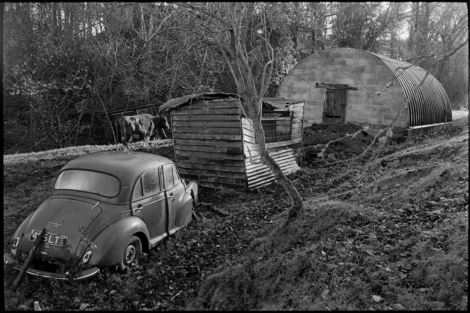 Loading young bull into trailer.
[An old Morris Minor car, used as poultry shed, alongside a wooden shed and nissen hut in a field at Millhams, Dolton. A cow is standing behind the shed with woodland in the background.]