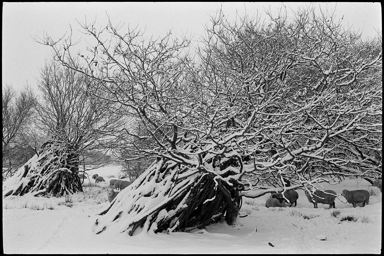 Snow, sheep in snowdrifts with woodpiles amongst trees, also poultry.
[Snow covered woodpiles resting against trees at Cuppers Piece, Beaford. Sheep are grazing in the snow covered field in the background.]