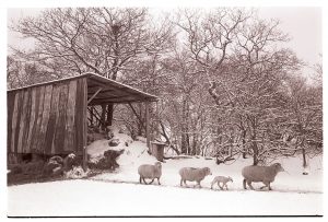 Sheep in snow by James Ravilious