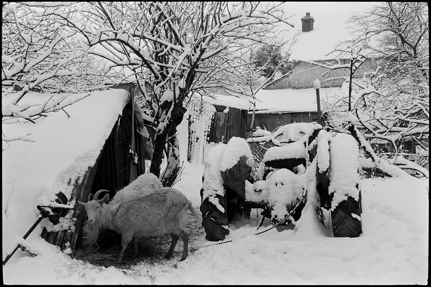 Snow, sheep and goats sheltering in farmyard huts and pens. Woman farmer checking animals. Barn.
[Two goats eating hay in the farmyard at Cupper's Piece, Beaford. Snow covers the yard, including the sheds, a tractor, the farmhouse roof and surrounding trees.]