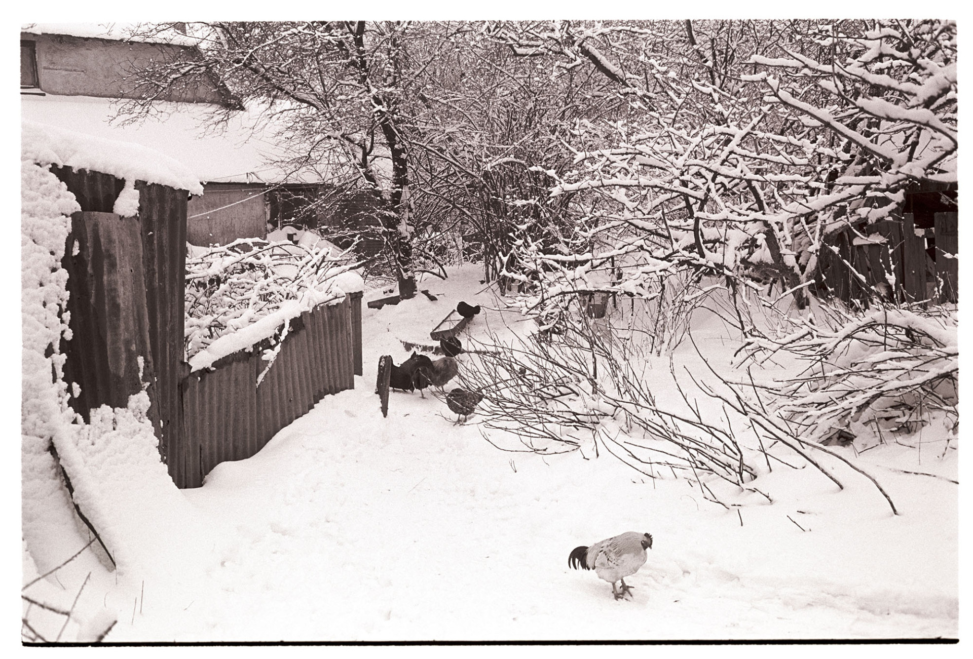 Snow, miserable chicken in freezing farmyard. 
[A cold chicken and ducks in the snow by corrugated iron sheds in the farmyard at Cuppers Piece, Beaford.]