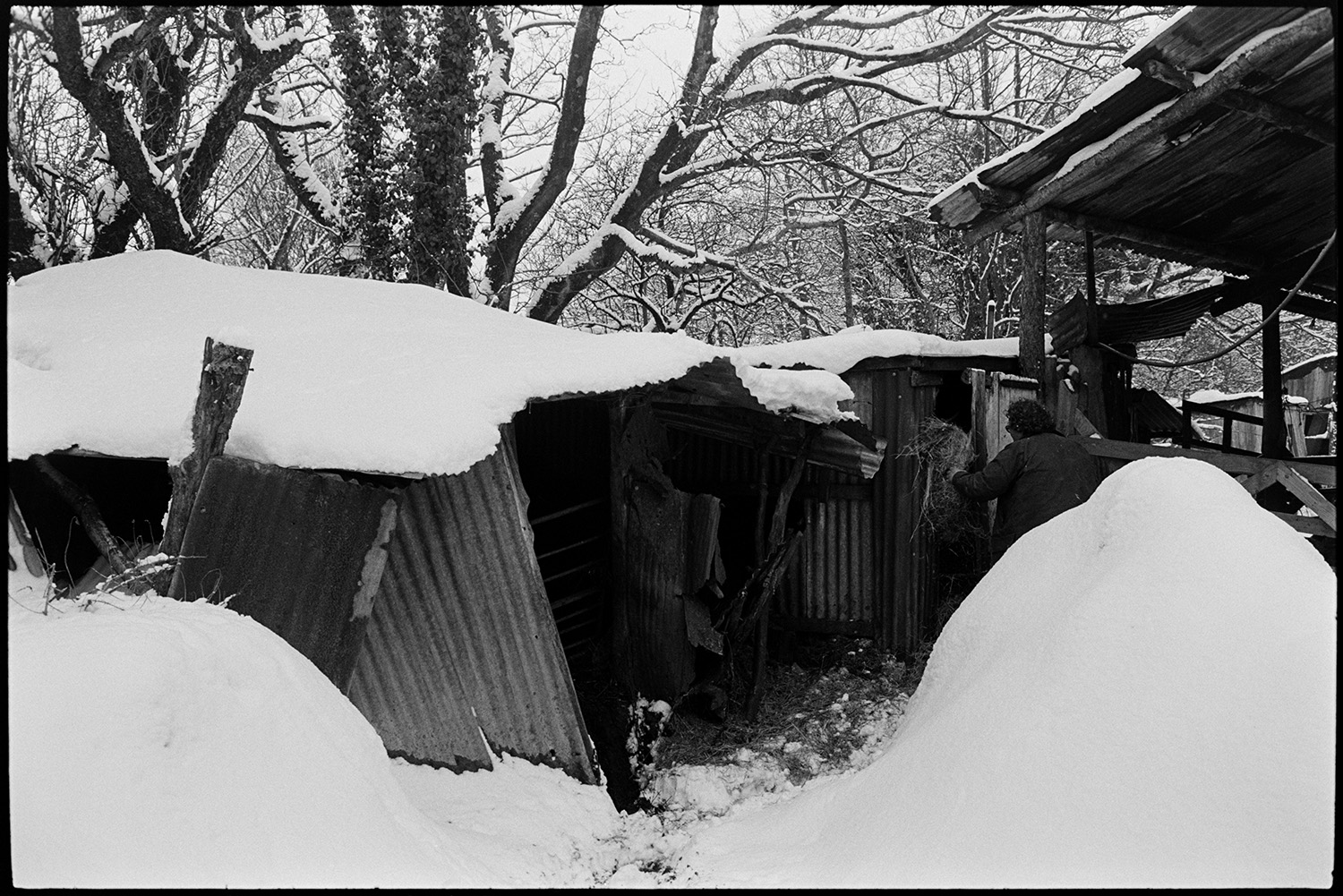 Snow, farmyard poultry, goats and dogs. Tractor and collapsing corrugated iron sheds.
[Snow covered, collapsing corrugated iron sheds in the farmyard at Cuppers Piece, Beaford. Olive Bennett is taking hay into one of the sheds and snow covered trees are visible in the background.]