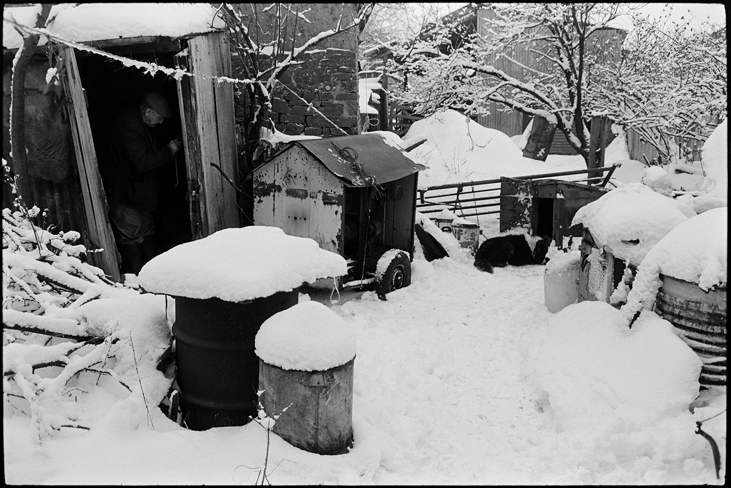Snow, farmyard poultry, goats and dogs. Tractor and collapsing corrugated iron sheds.
[The snow covered farmyard with a generator on wheels, alongside a dog sitting by a kennel at Cuppers Piece, Beaford. There is a metal gate, oil drums, bins and Cyril Bennett can be seen in an open shed door. Sheds and snow covered trees are visible in the background.]