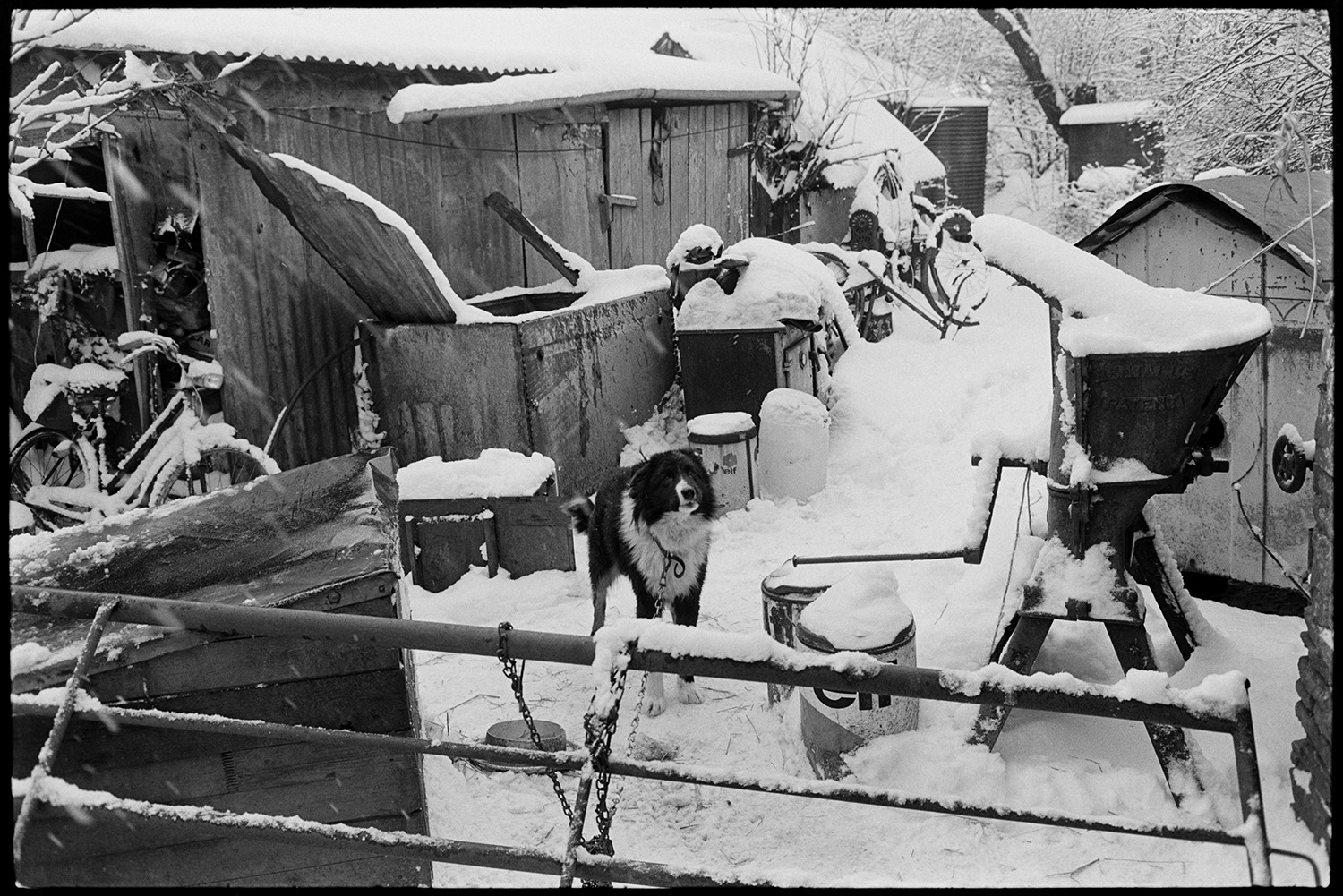 Snow covered farmyard with dog, sheds and implements.
[The snow covered farmyard at Cuppers Piece, Beaford, with a dog chained to a metal gate, bicycles, farm machinery and bins alongside snow covered corrugated iron sheds and trees.]