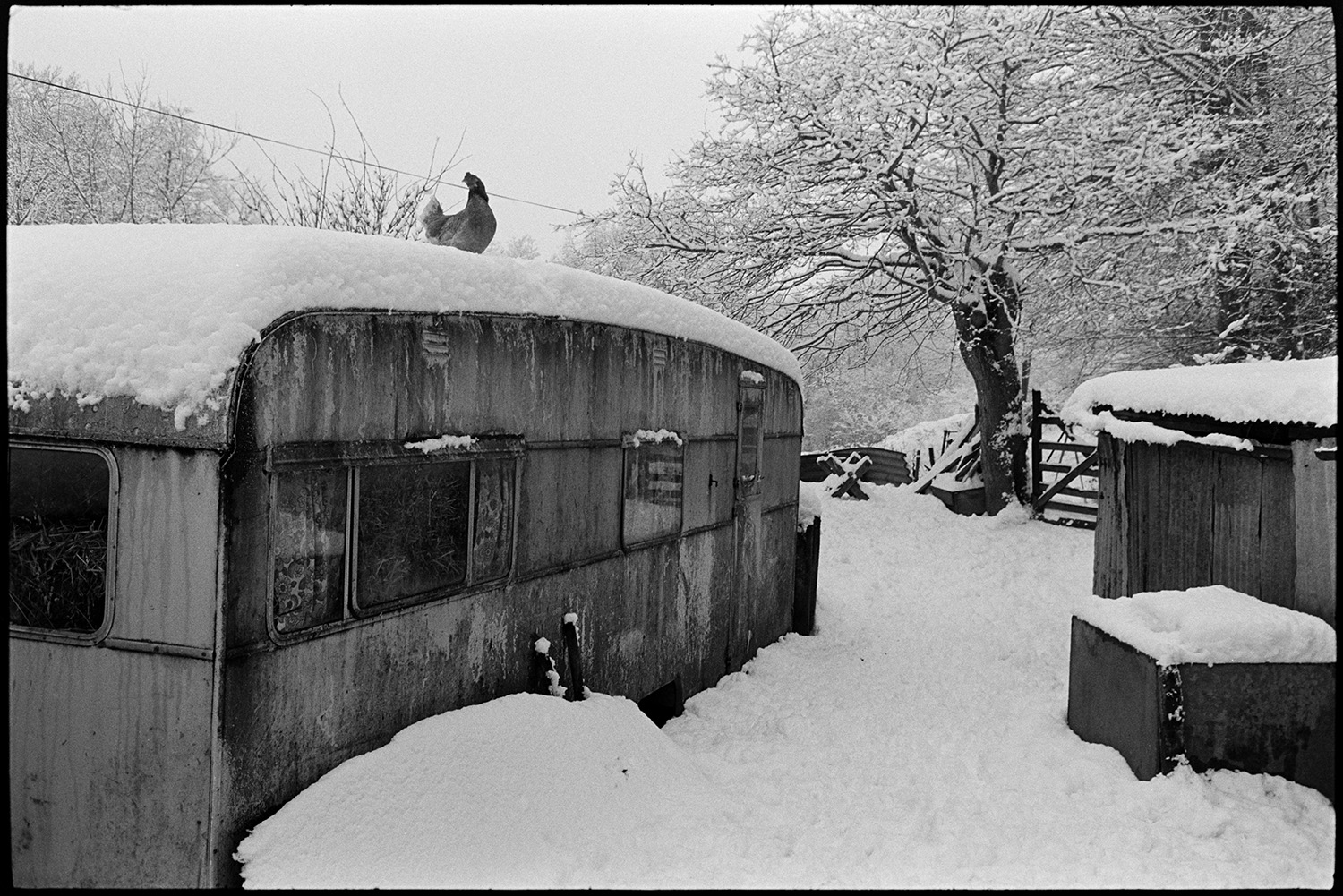 Snow, poultry house with chicken at door.
[A snow covered caravan with a hen standing on the roof, and a corrugated iron shed, beside a gate in a snow covered field at Millhams, Dolton.]