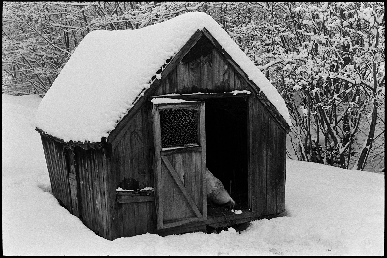 Snow, poultry house with chicken at door.
[Small poultry house covered in snow with a hen standing at the door at Millhams, Dolton. The ground and  trees in the background are covered with snow.]