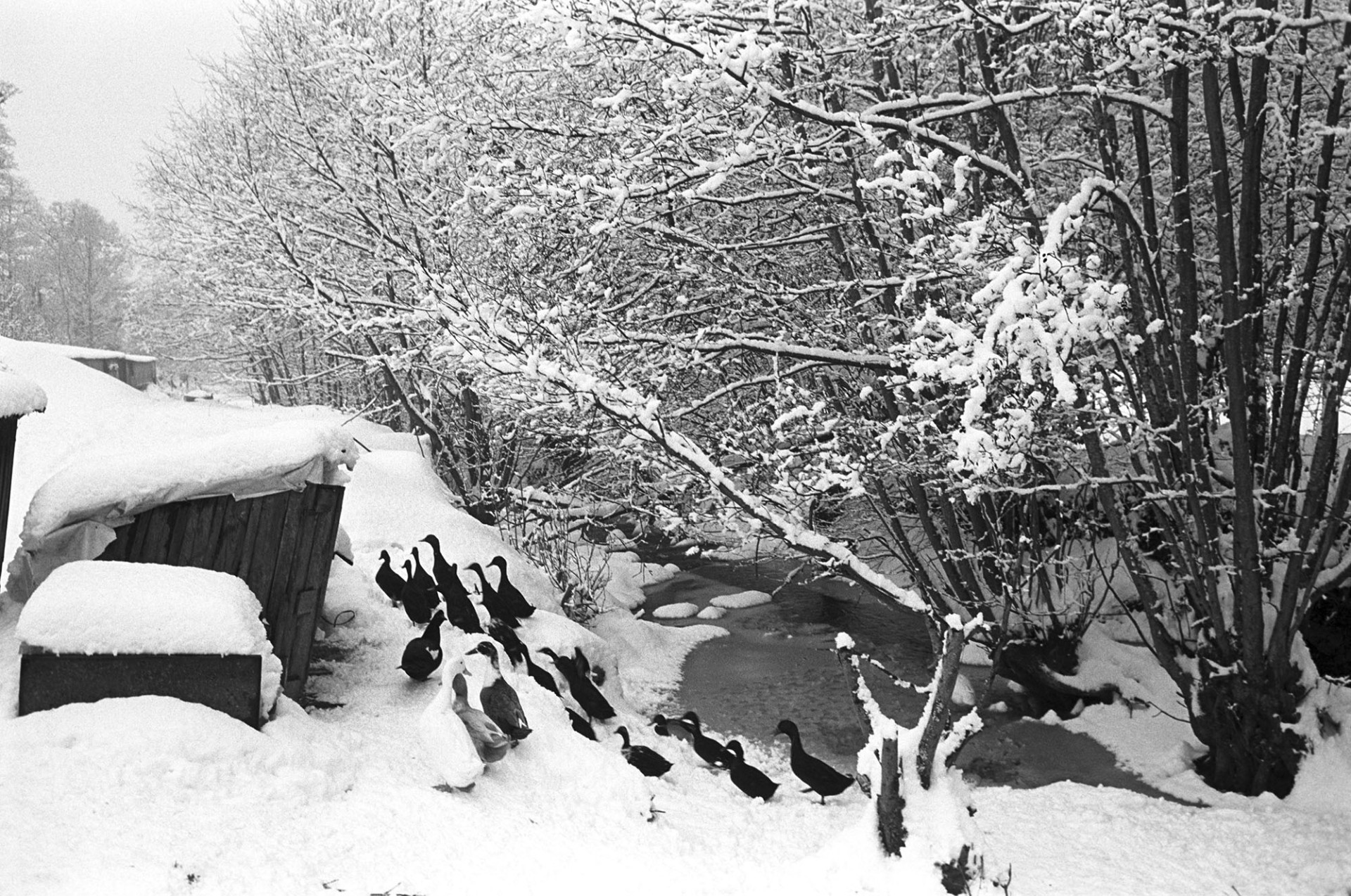 Snow, ducks beside frozen stream, snow covered trees. 
[A group of ducks in the snow beside a frozen stream and snow covered trees an sheds, at Millhams, Dolton.]