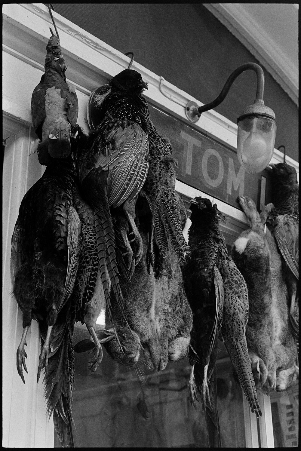 Game poultry hanging outside butchers shop.
[Pheasants, rabbits and a pigeon hanging outside Tom Lewis butcher's shop in Butchers Row, Barnstaple. An electric light fitting and part of the shop sign are visible.]
