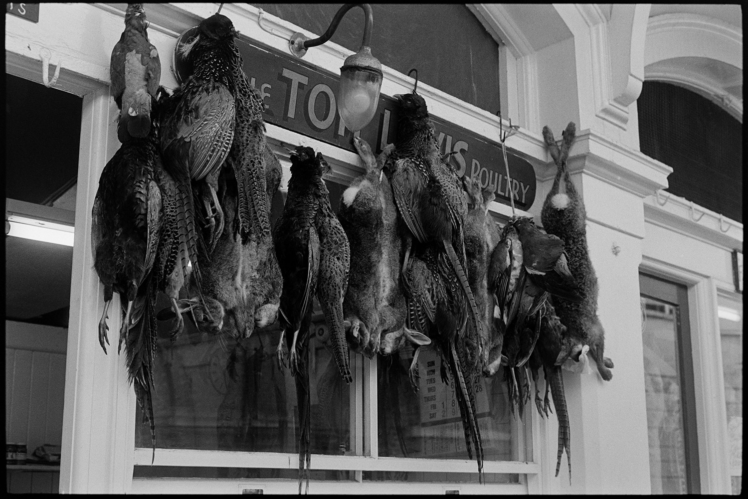Game poultry hanging outside butchers shop.
[Pheasants, rabbits and pigeons hanging outside Tom Lewis butcher's shop in Butchers Row, Barnstaple. The shop sign and an electric light are visible.]