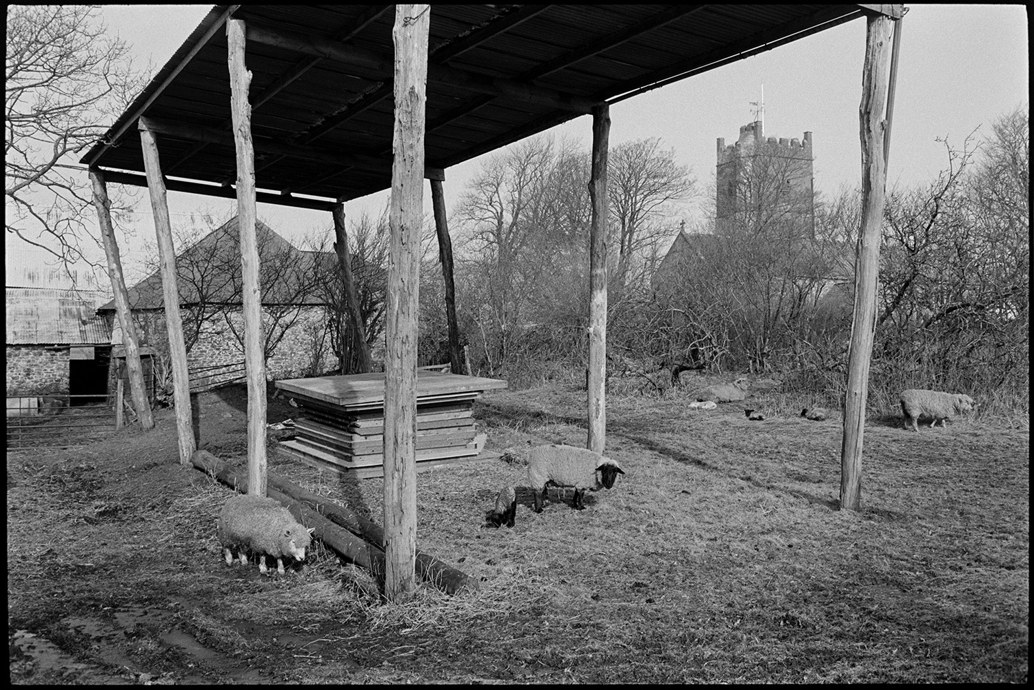 Barns, empty, with lambs and ewes, tractor, feeding in field.
[An open barn supported by wooden posts, with a corrugated iron roof, in a field at The Barton, Burrington. Sheet of timber are in the barn and ewes and lambs are grazing in the field. Trees, a church tower and farm buildings are in the background.]