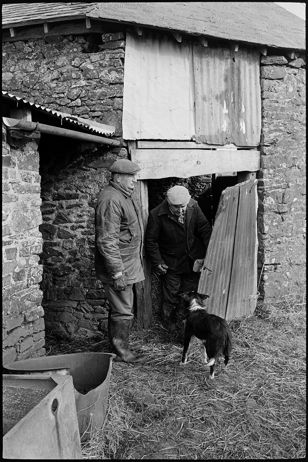 Barns, empty, with lambs and ewes, tractor, feeding in field.
[Two men and a dog outside a stone barn at The Barton, Burrington. Corrugated iron sheets are fixed to a doorway of the barn.]