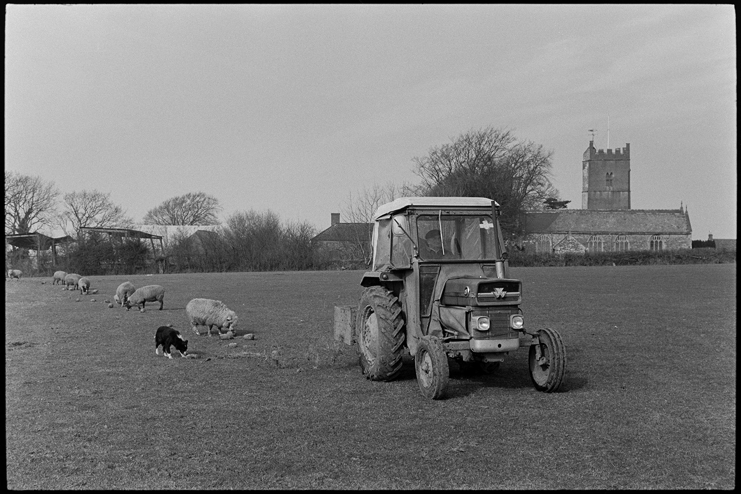Barns, empty, with lambs and ewes, tractor, feeding in field.
[A man driving a tractor with a link box, and feeding sheep with mangolds or mangelwurzels, in a field at The Barton, Burrington. A dog is also in the field. Trees, Burrington church and farm buildings are in the background.]