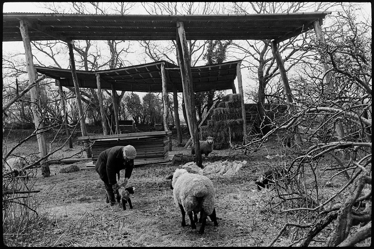 Farmers with ewes and lambs. Empty barns behind. 
[A man with ewes and lambs by two barns in  a field at The Barton, Burrington. Hay bales are stacked in one of the barns.]