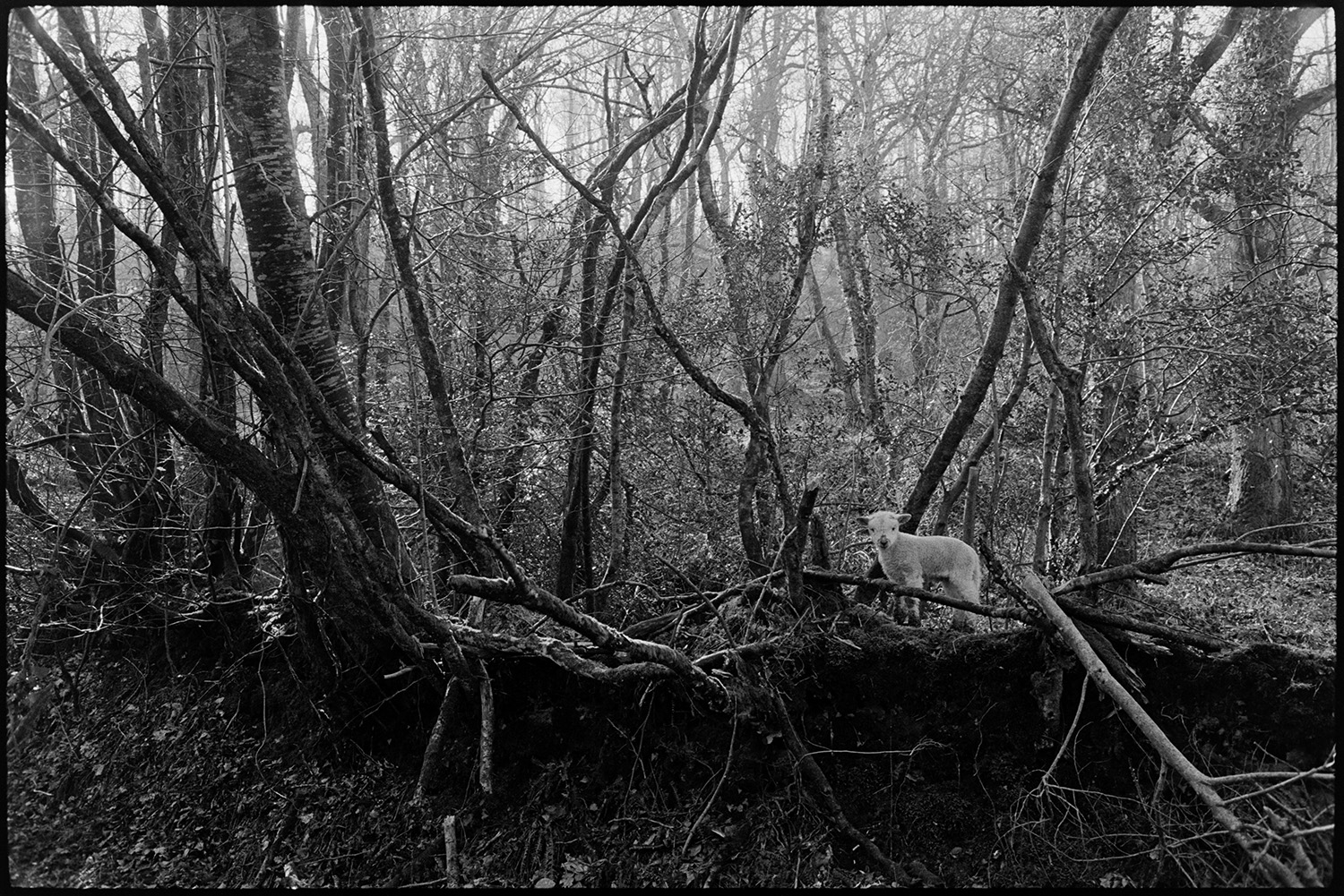 Lost sheep in wood. 
[A lamb amongst tree branches in Dolton Wood.]