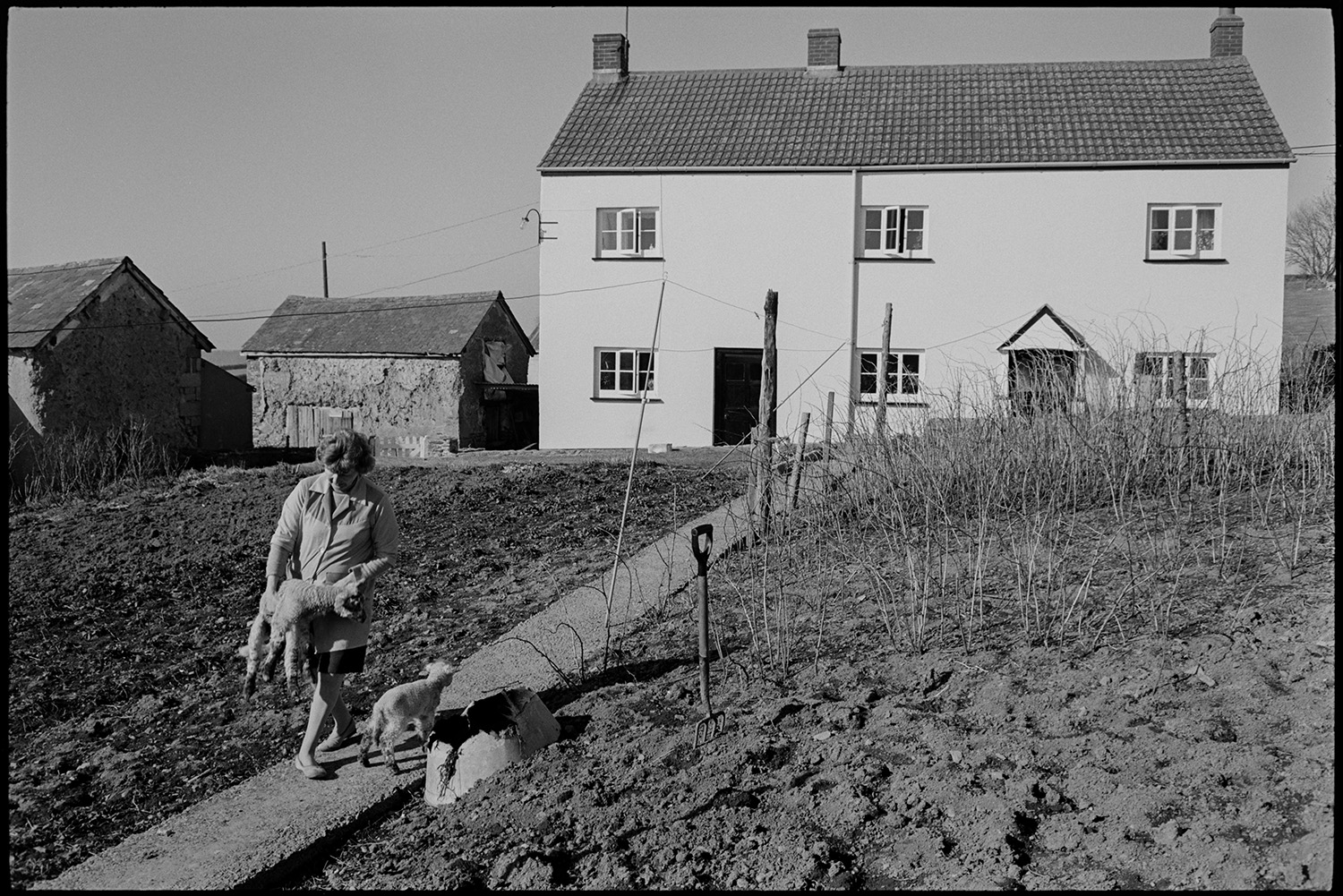 Farmhouse with sheep, farmers wife with lambs in garden. 
[Mrs Bourne carrying a lamb along a garden path at Jeffrys, Beaford, also known as Mill Road Farm. Another lamb is following her. The farmhouse can be seen in the background and a fork is in the garden next to the path.]