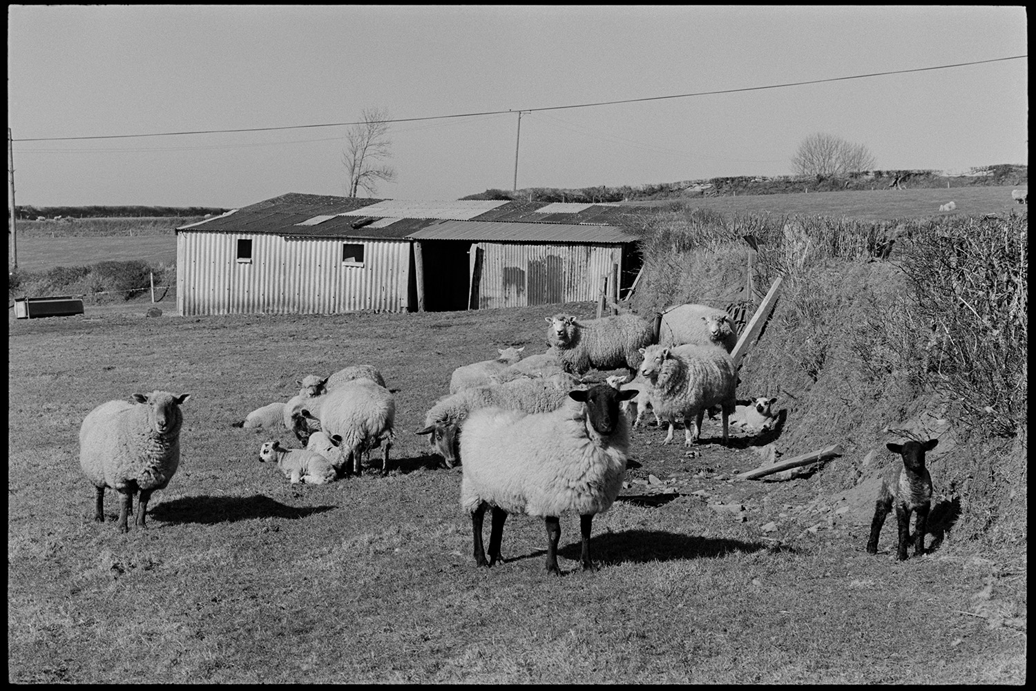 Farmhouse with sheep, farmers wife with lambs in garden. 
[Sheep and lambs by a hedge in a field at Jeffrys, Beaford, also known as Mill Road Farm. A corrugated iron barn can be seen in the background.]