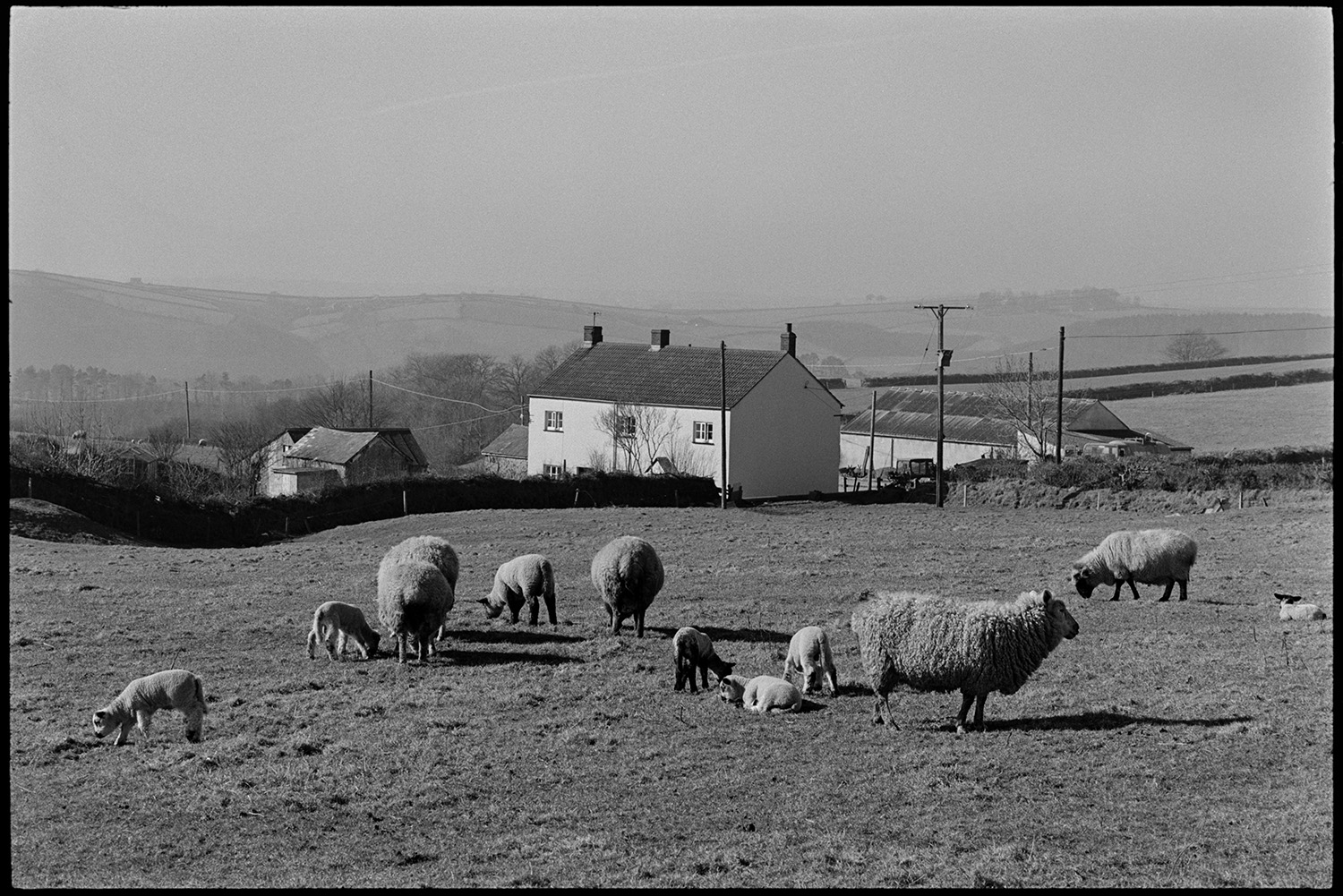 Farmhouse with sheep, farmers wife with lambs in garden. 
[Sheep and lambs grazing in a field at Jeffrys, Beaford, also known as Mill Road Farm. The farmhouse and barns can be seen in the background.]
