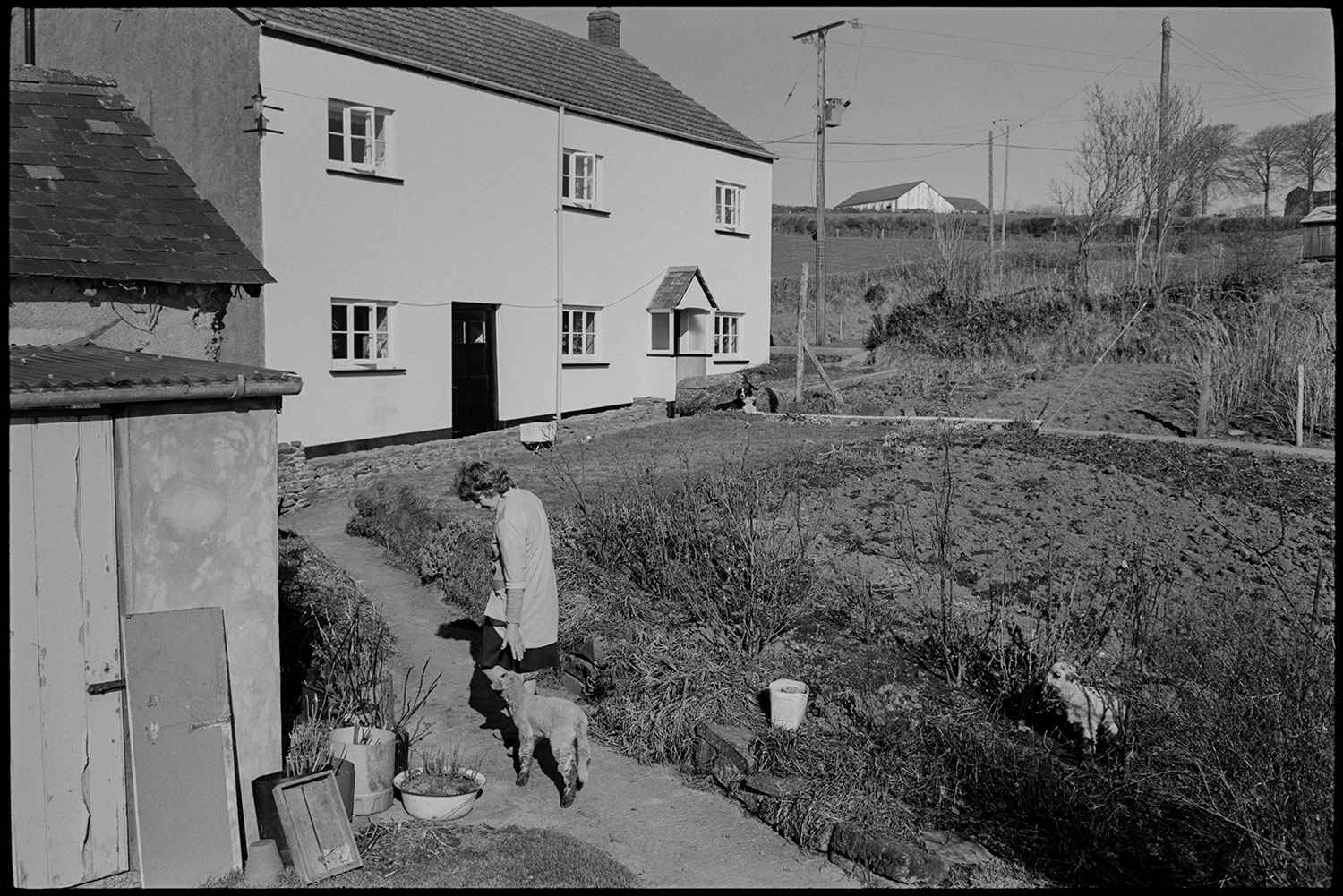 Farmhouse with sheep, farmers wife with lambs in garden. 
[Mrs Bourne leading a lamb along the garden path at Jeffrys, Beaford, also known as Mill Road Farm. Another lamb is in the foliage in the foreground. The farmhouse an a dog can be seen in the background.]