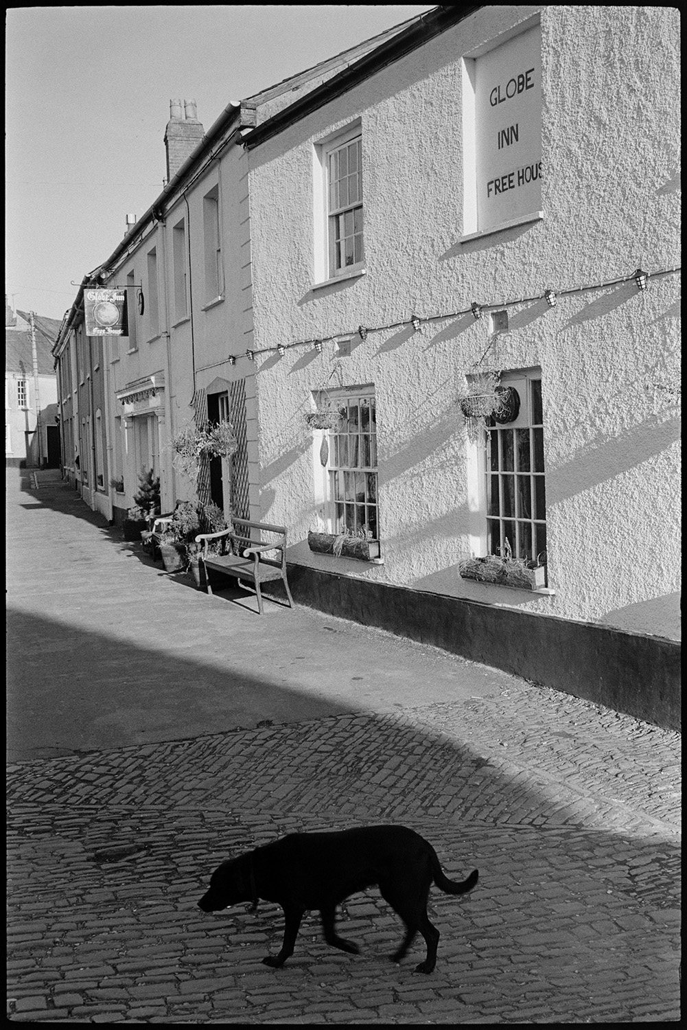 House and cobbled square, former school, porch. 
[A dog walking along a cobbled path outside the Globe Inn in Chulmleigh. The windows are decorated with hanging baskets and a bench is by the entrance to the pub.]