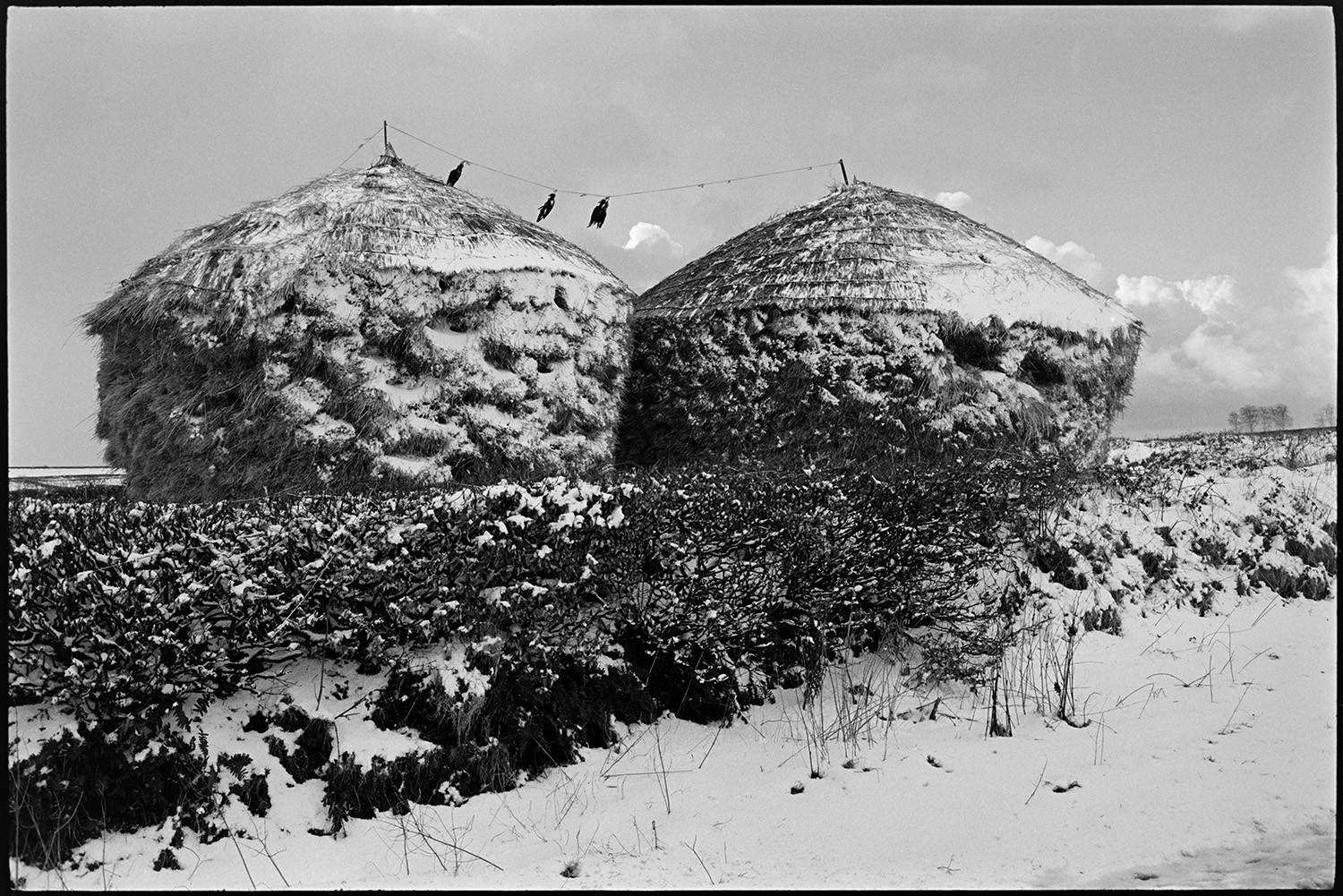 Snow. Two thatched wheat ricks with snow with crows strung between them. 
[Two snow covered thatched wheat ricks behind a hedge in a field at Westacott, Riddlecombe. Dead crows are strung between the ricks to scare off birds.]