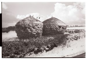 Thatched wheatricks with crows strung between them by James Ravilious