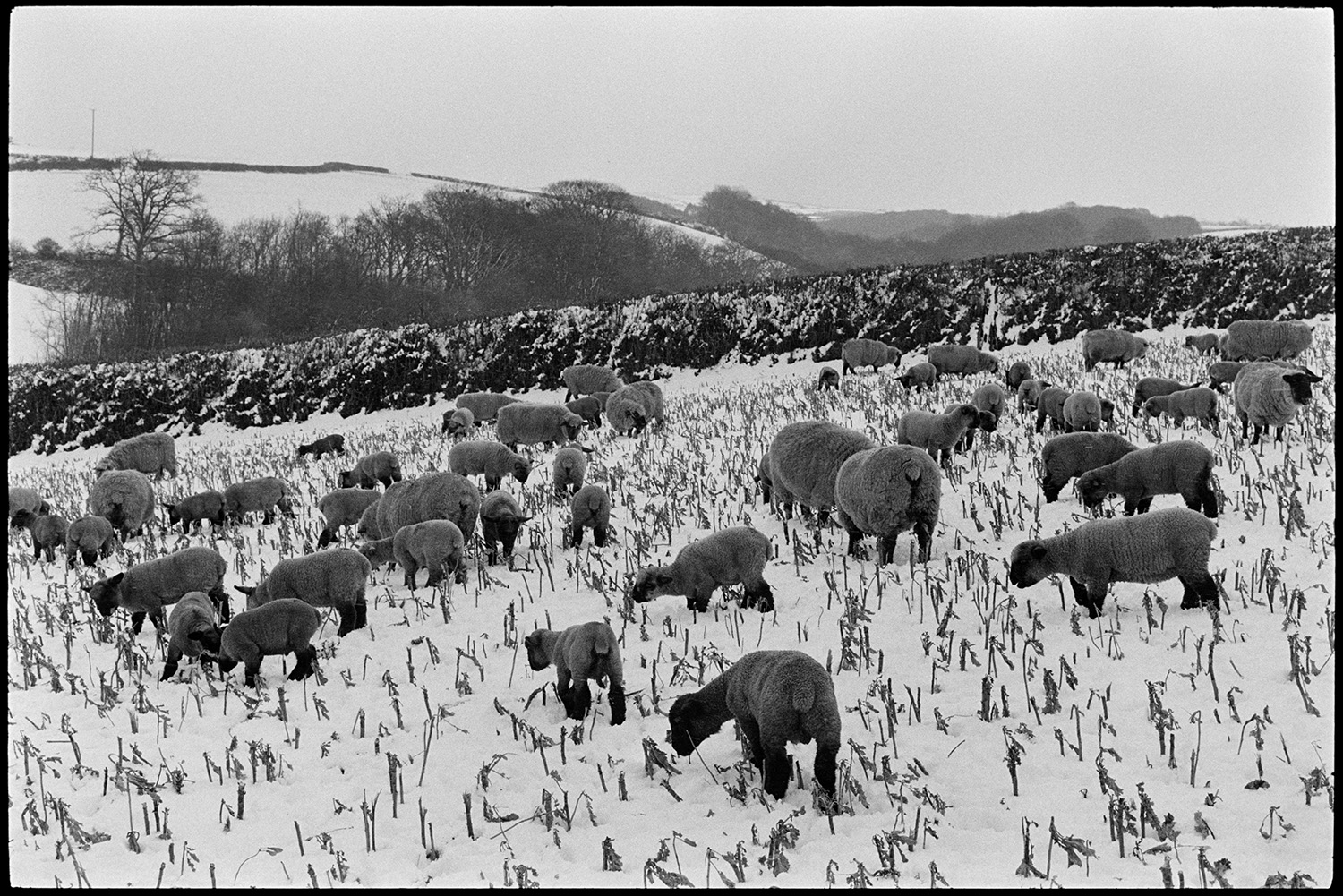 Snow, sheep and lambs in snowy root field. 
[Sheep and lambs grazing in a snow covered field with the remains of a crop, near Westacott, Riddlecombe. More snow covered fields and trees can be seen in the background.]