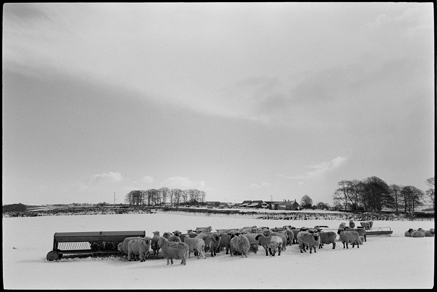 Snow, farmer watering sheep in a blizzard, tractor and dog. 
[Sheep gathering around feeders in a snow covered field at Westacott, Riddlecombe. Trees and farm buildings are visible in the background.]