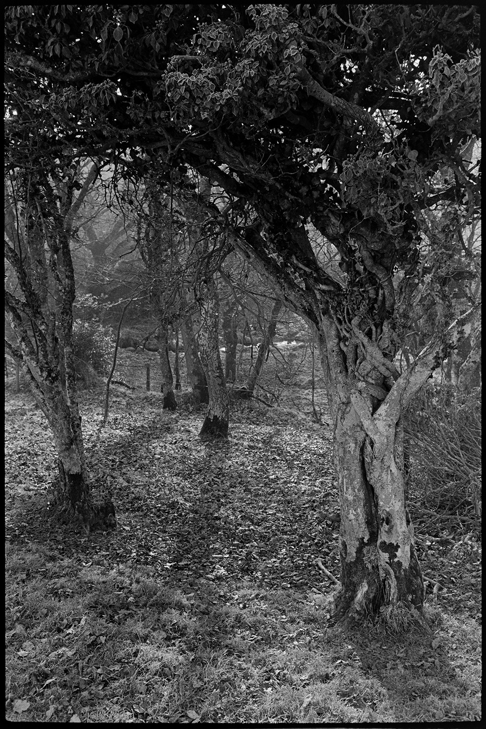 Oak wood early morning light. 
[An oak woodland near Hollocombe Moor, in the early morning. Some of the tree trunks are twisted.]