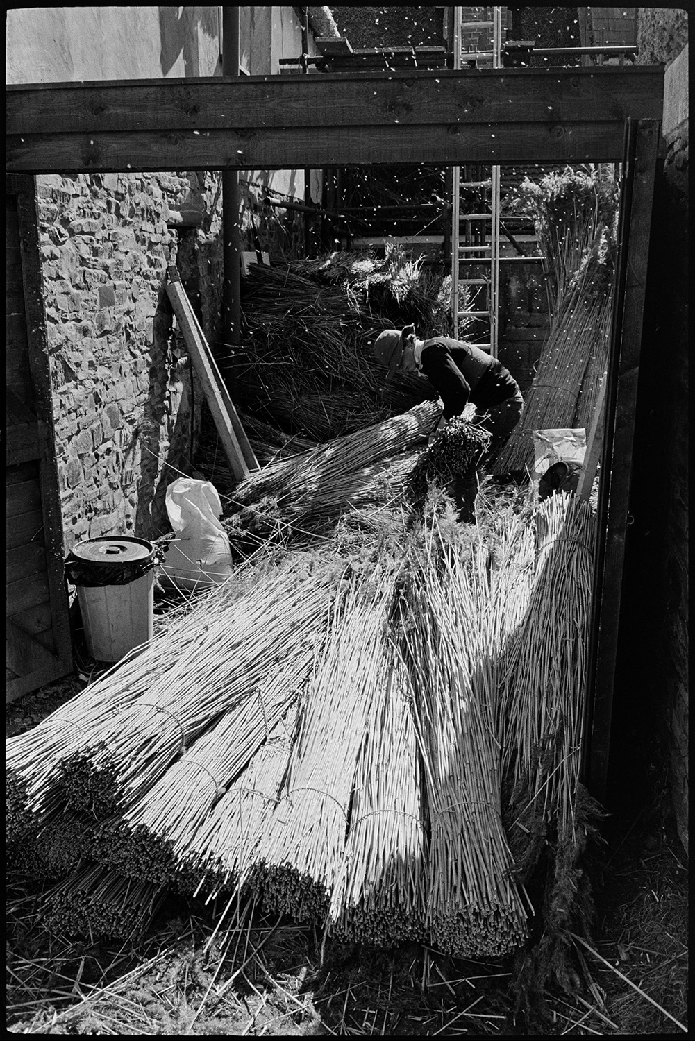 Thatching reed, thatcher taking it up to roof. Nitches. 
[A man picking up a nitch of reed to take up a ladder in the background to thatch a roof in Beaford. More bundles of reed are visible in the foreground.]