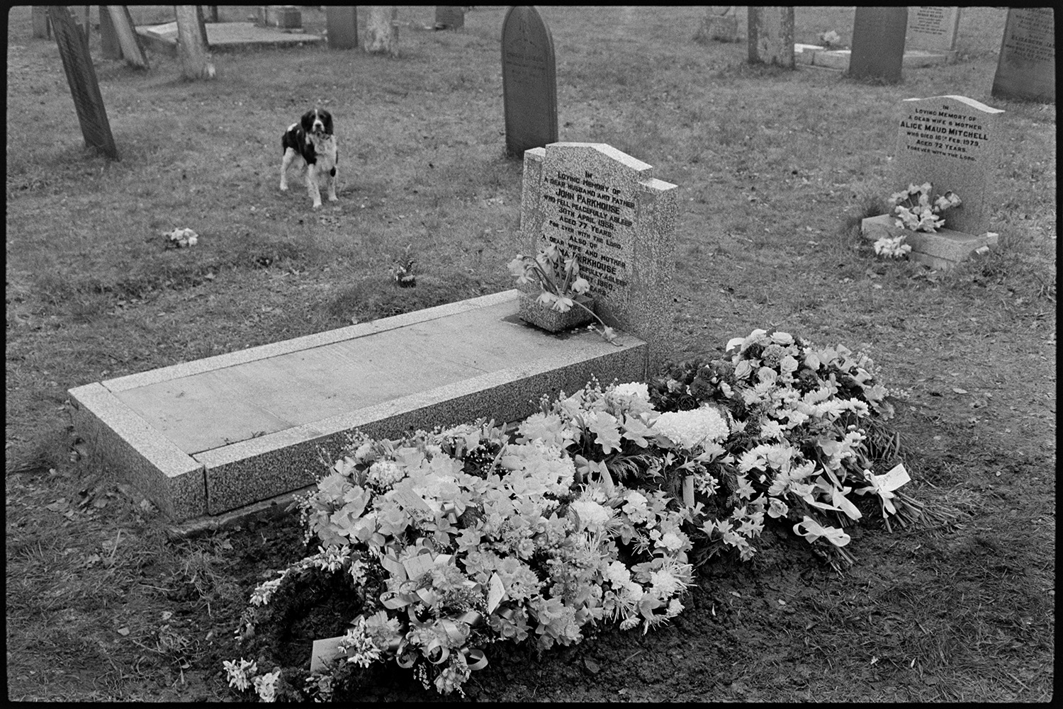 Gravedigger arranging flowers after funeral. 
[Flowers on Archie Parkhouse's grave after his funeral. His grave is next to his parents' grave in Dolton churchyard. A dog and other gravestones can be seen in the background.]