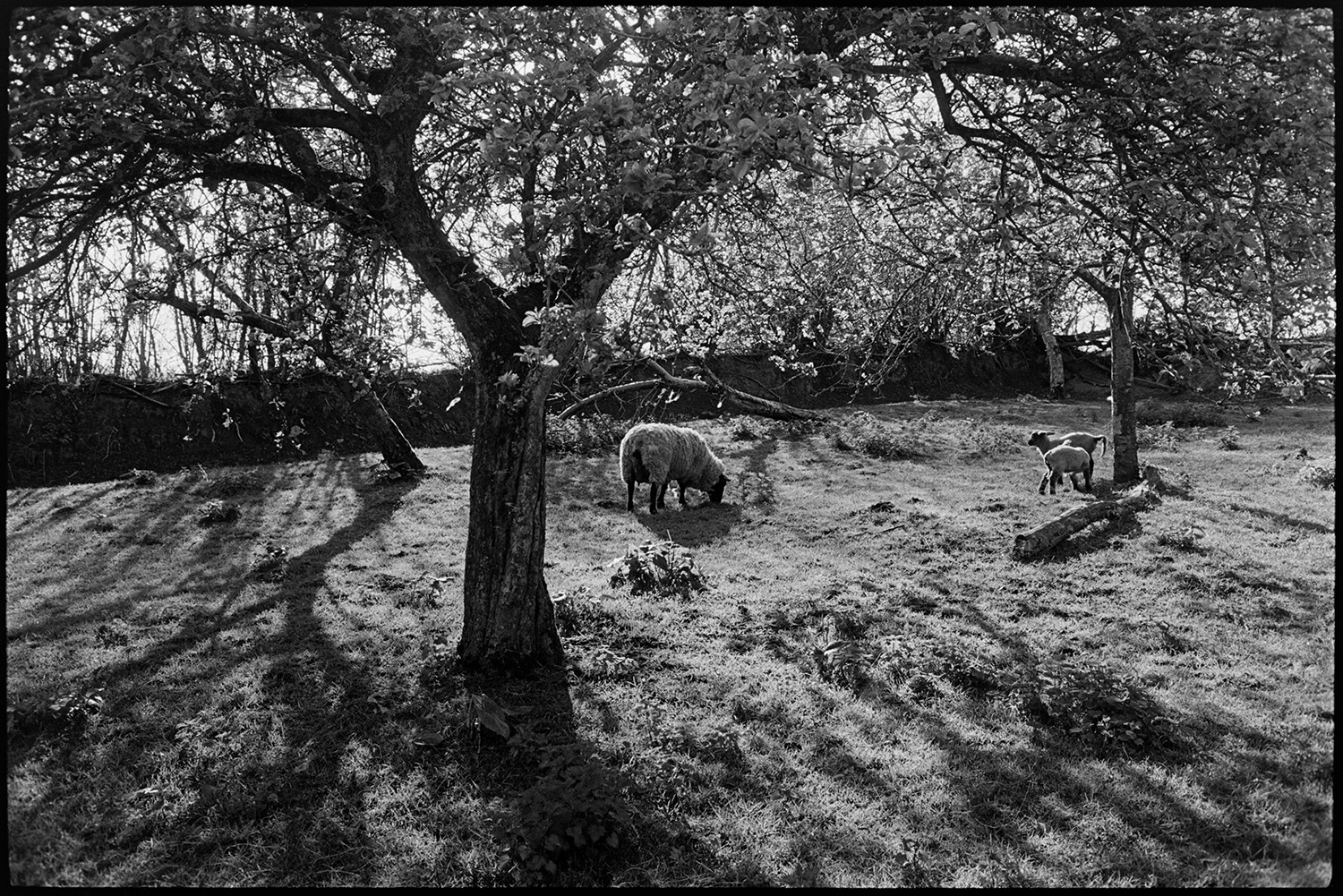 Orchard with sheep. 
[Sheep and lambs grazing in an orchard at Lower Langham, Dolton.]