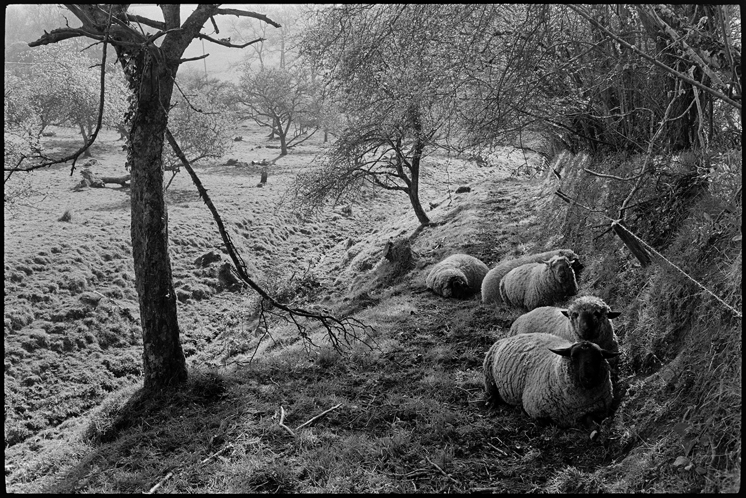Rams in orchard, early light. 
[Rams sat under a hedgebank in an orchard, in the early morning at Westpark, Iddesleigh.]