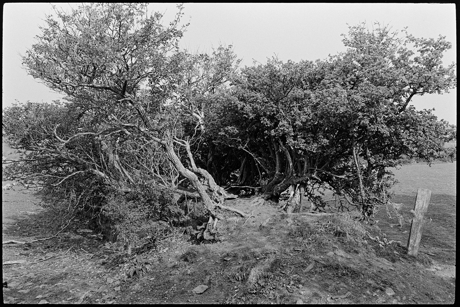 Old overgrown hedgerow showing structure. 
[An overgrown hedge with exposed tree trunks and roots in a field at Brendon Barton.]