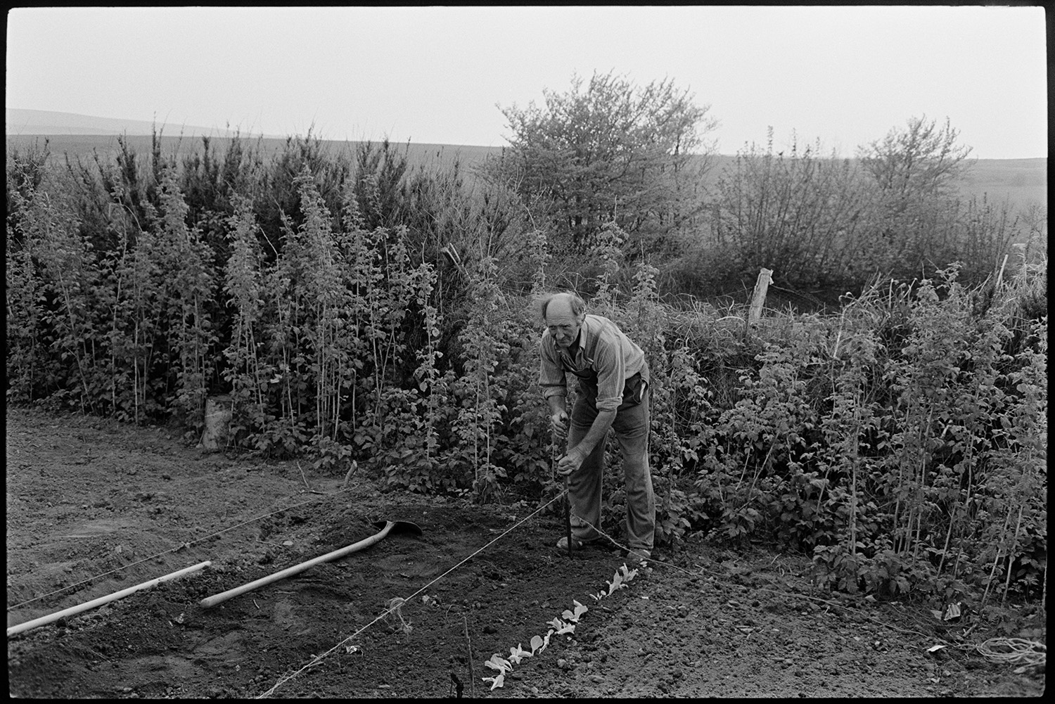 Farmer planting greens folk singer wearing dungarees. 
[A man using a piece of string and stake to plant a row of greens in a line in a vegetable garden at Exmoor Farm. A shovel is lying on the ground next to him. He is wearing dungarees and was a folk singer.]