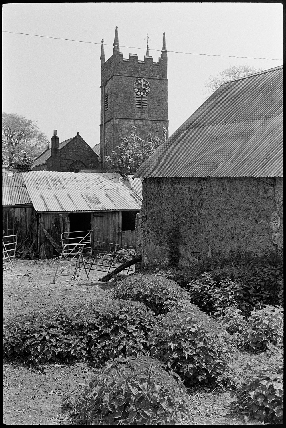 House with porch, people chatting, slate roofed workshop or forge? Church tower. 
[Cob and wood farm buildings or barns with corrugated iron roofs at Northlew. An overgrown area with stinging nettles is visible in the foreground and Northlew Church tower can be seen in the background.]