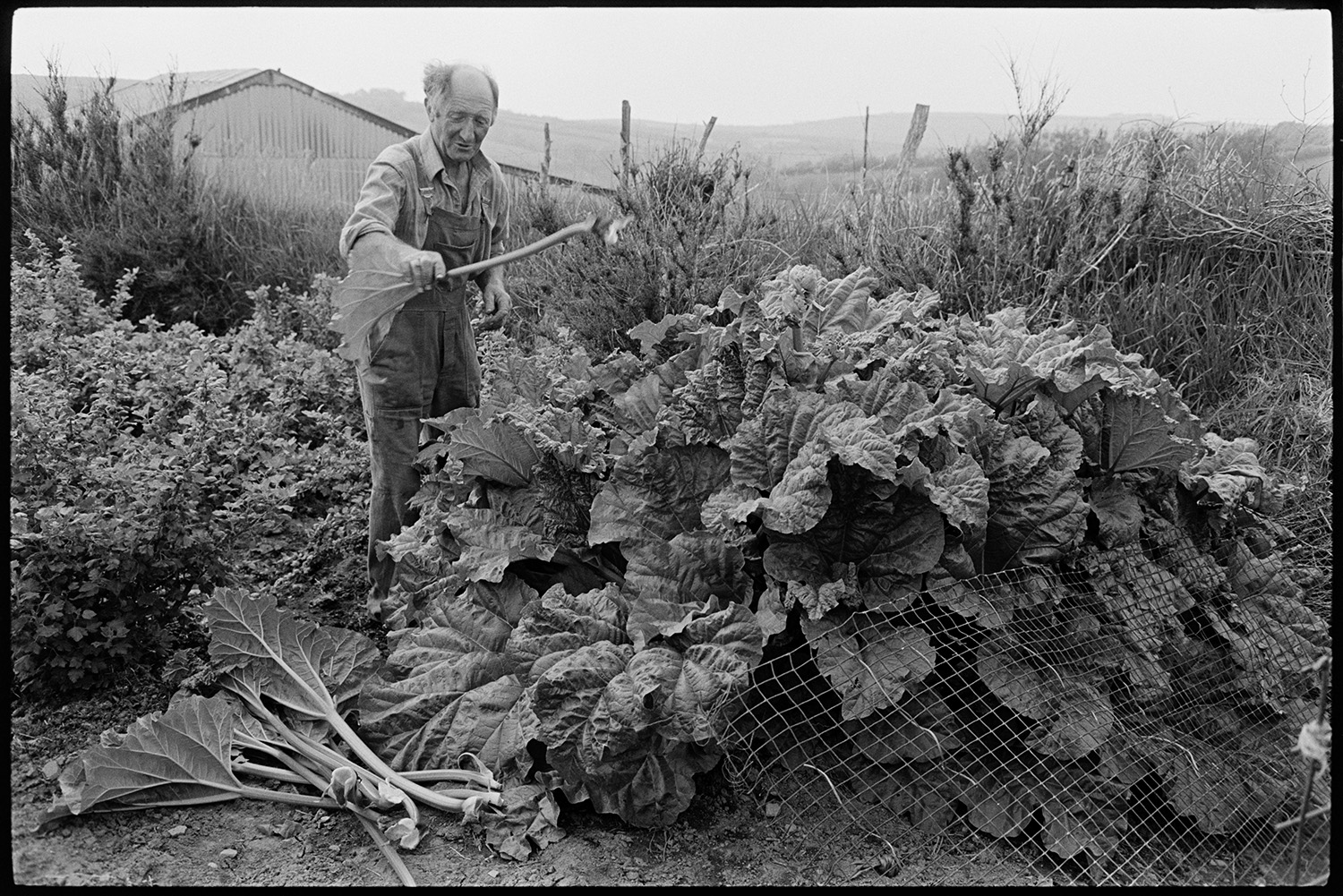 Farmer planting seedlings cutting rhubarb, standing with hoe. Wearing dungarees. 
[A man cutting rhubarb in his vegetable garden at Exmoor farm. He is wearing dungarees and was a folk singer.]