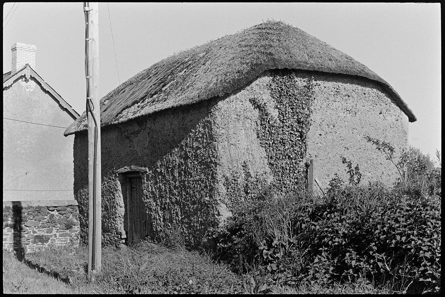 Cob and thatch barn before it was renovated and converted to stables. 
[An overgrown cob and thatch barn at Riddlecombe. It was later converted to stables.]