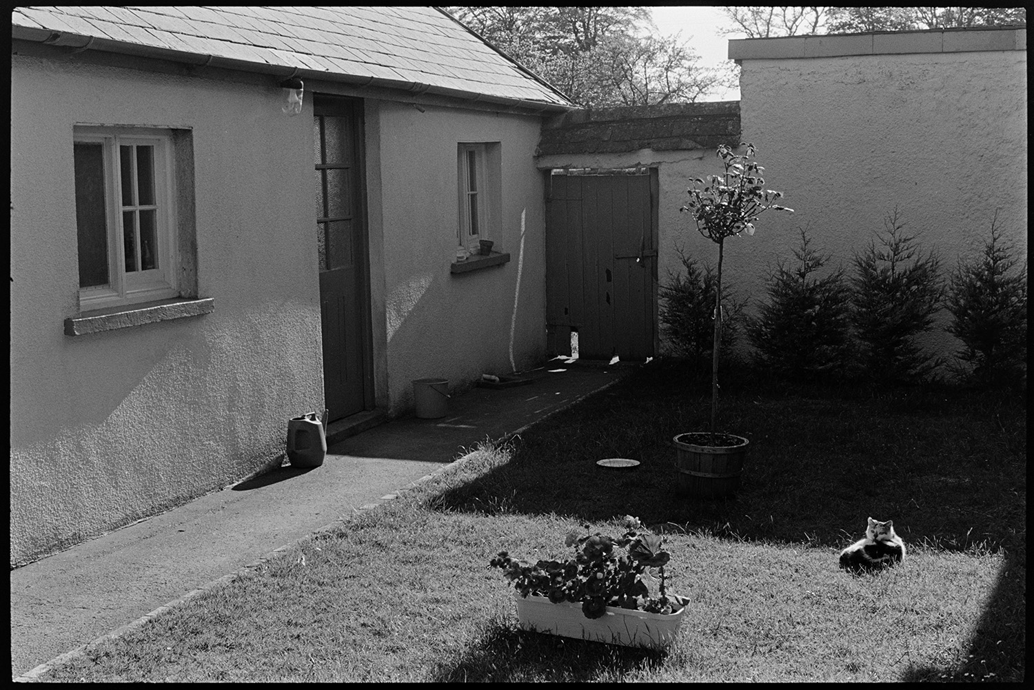 Farm courtyard with cats. 
[A cat lying in the sun in a farm courtyard garden at Westacott Barton, Riddlecombe. Planters and bushes can be seen in the garden which has a wooden gateway at the far end.]