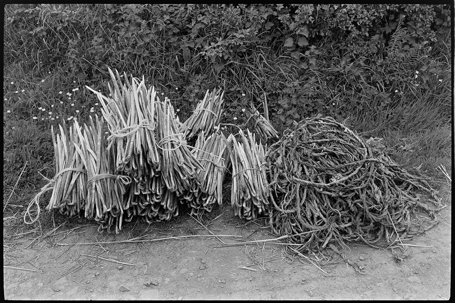 Reed comber at work, pile of ropes and spars. 
[A pile or rope and bundles of spars used in thatched, by a hedge at Westacott Barton, Riddlecombe.]