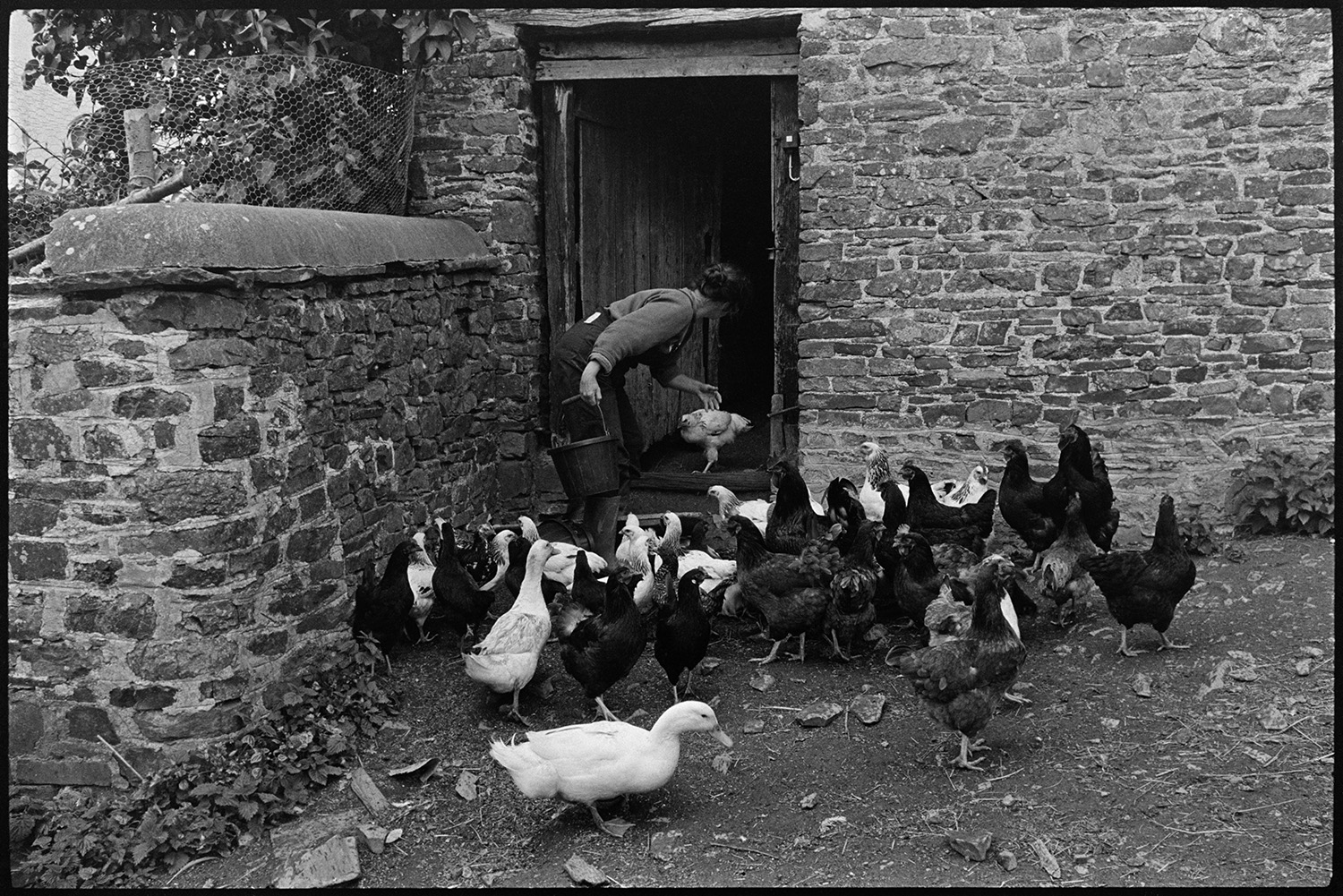 Woman farmer feeding chickens and ducks. 
[Jane Todd feeding chickens and ducks outside a stone barn with a wooden door at Ashwell, Dolton.]