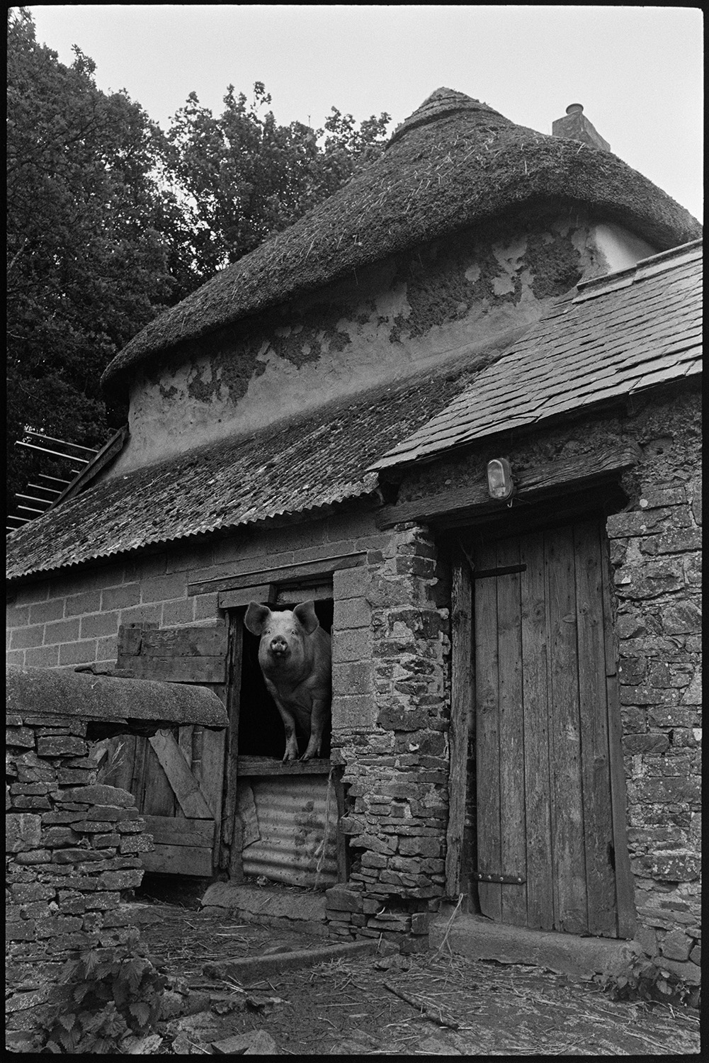 Pig looking out of pigsty in barn. 
[A pig looking over a makeshift corrugated iron stable door to a barn at Ashwell, Dolton. The pigs front trotters are resting on the door. The barn has a corrugated iron roof and is attached to the thatched farmhouse and another stone barn.]
