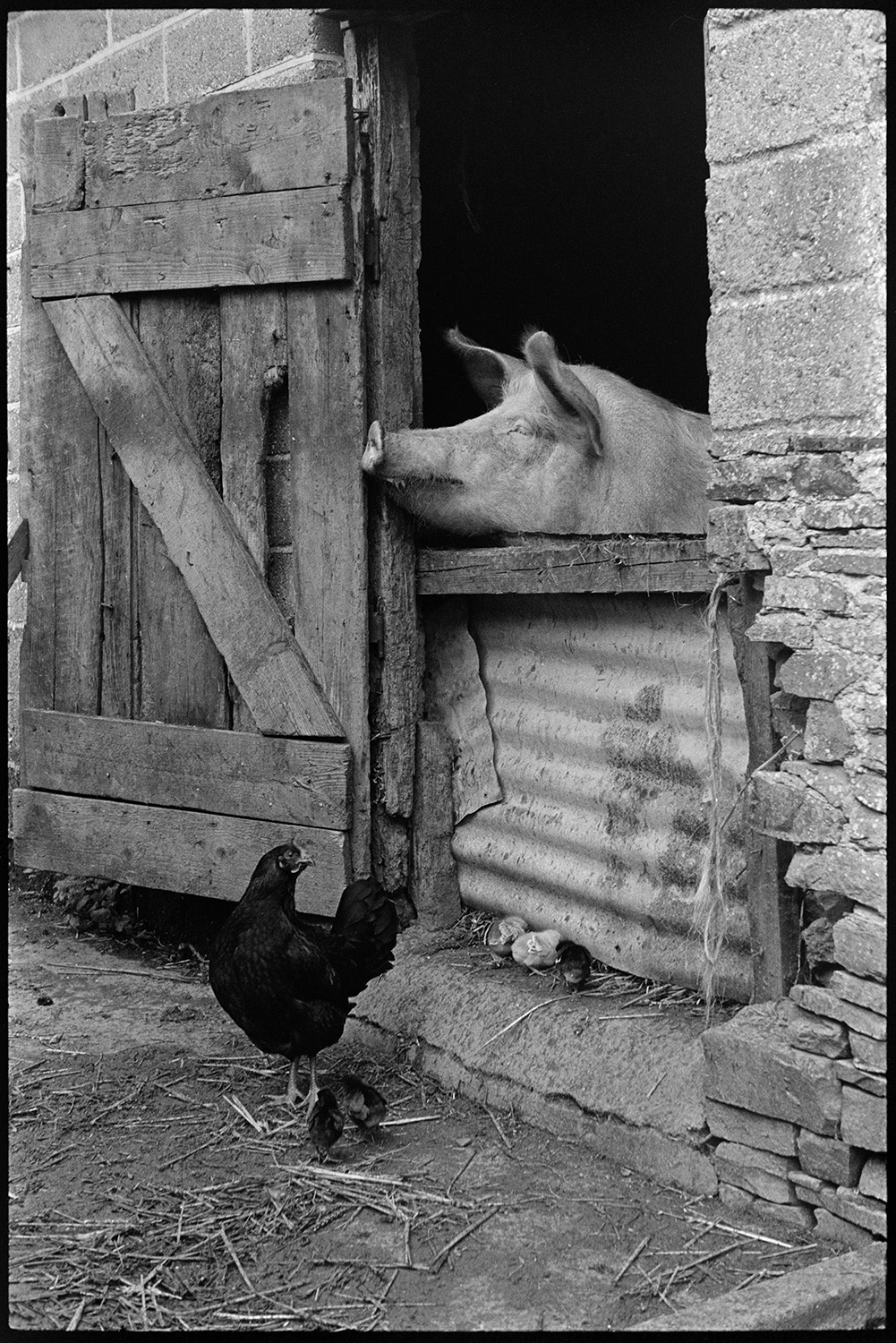 Pig looking out of pigsty in barn. 
[A pig looking over a makeshift corrugated iron stable door to a barn at Ashwell, Dolton. A chicken and her chicks are outside the barn by the wooden barn door.]