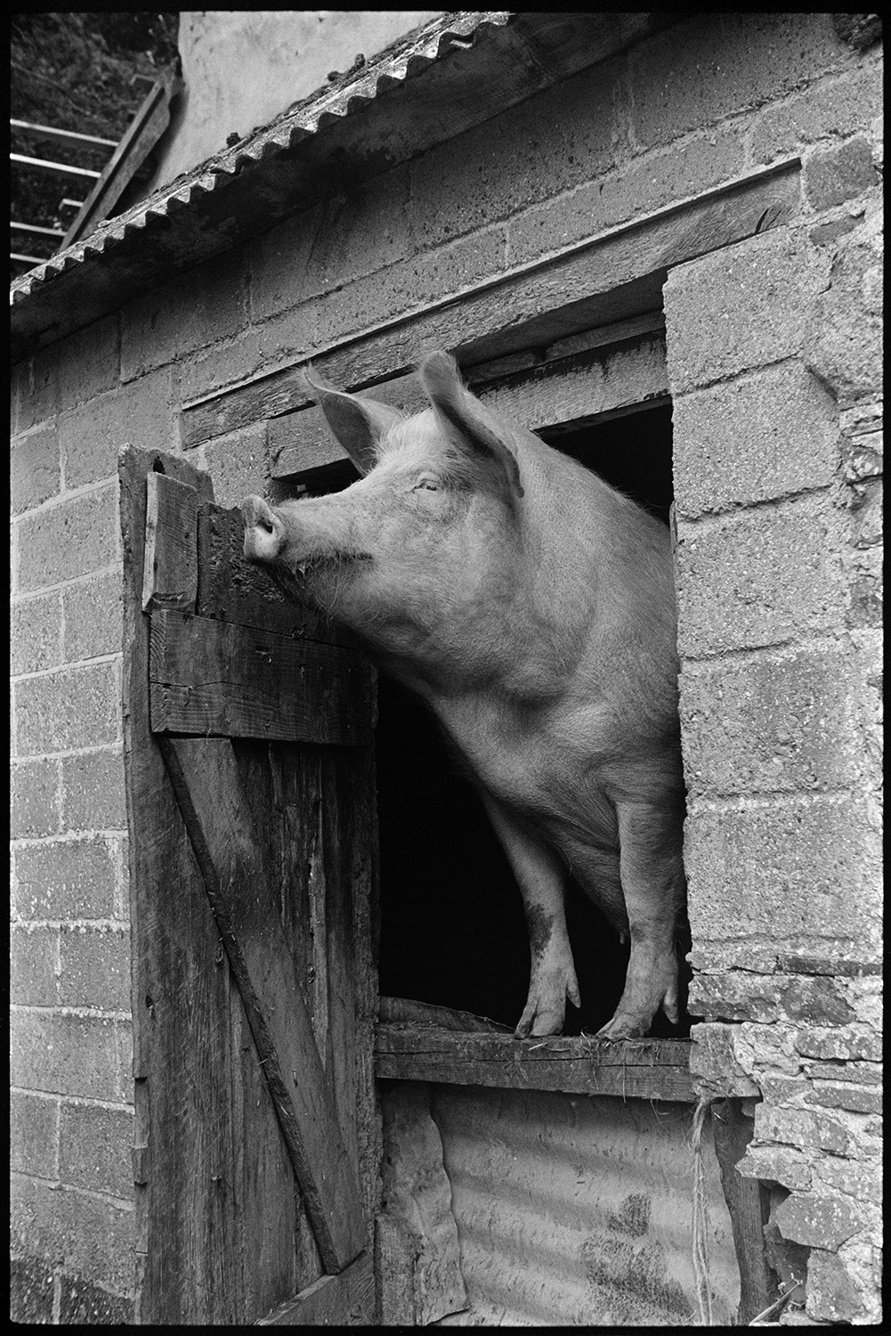 Pig looking out of pigsty in barn. 
[A pig looking over a makeshift corrugated iron stable door to a barn at Ashwell, Dolton. The pigs front trotters are resting on the top of the door.]
