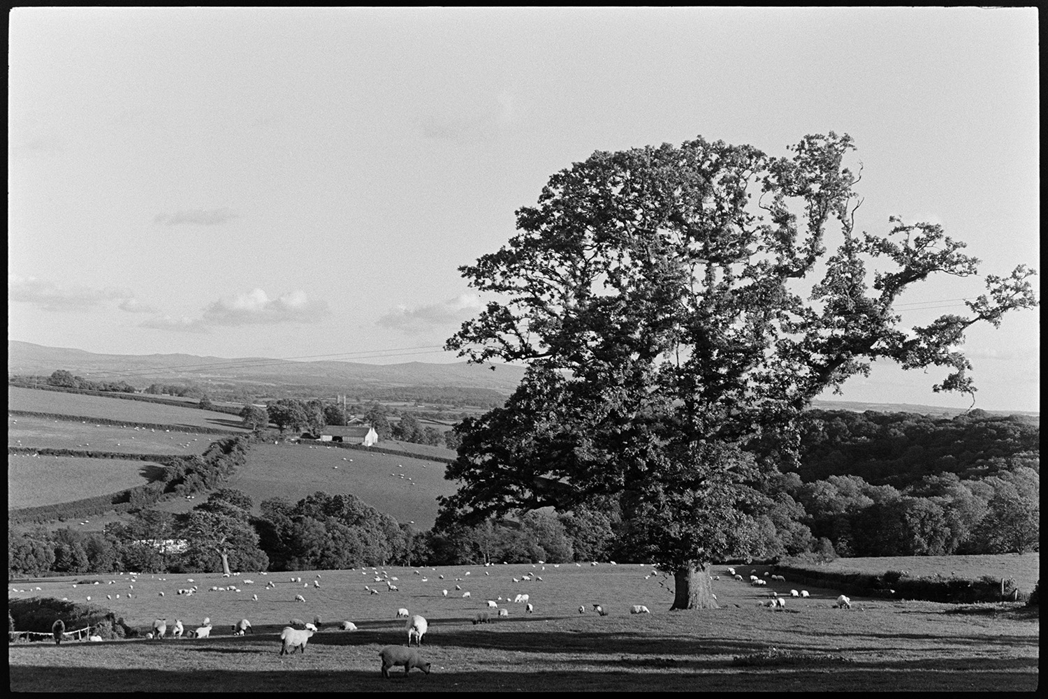 View towards distant moor with sheep grazing. 
[Sheep grazing in a field with a large oak tree at Iddesleigh. A landscape of fields, hedgerows and farm buildings can be seen in the background and Dartmoor is visible in the distance.]