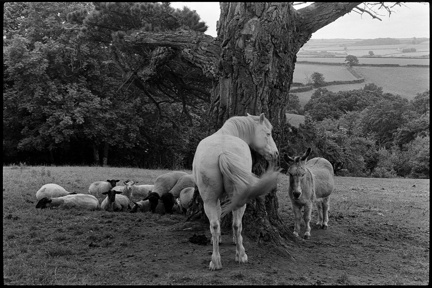 Horse, donkey and sheep under tree. 
[A horse, a donkey and a small flock of sheep gathered under a Monterey Pine tree in a field at Halsdon, Dolton.]